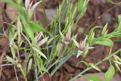 Stemona tuberosa